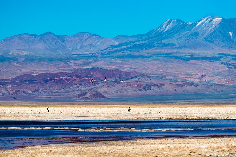 20160329_182609 D4S.jpg - Parque Laguna Chaxa.  This area is a stop over for many birds (can see 3 here) on their trips north and south.